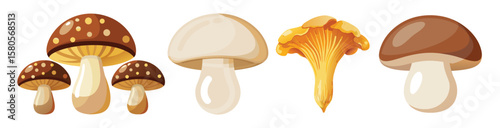 Edible mushrooms collection fungi organic food nature forest vector illustration
