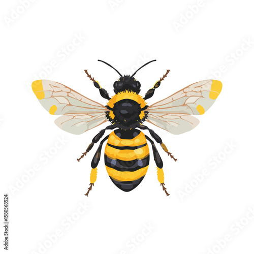 bee on white background