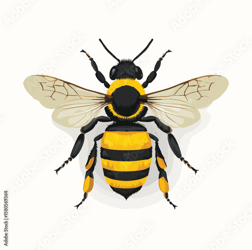 bee on white background