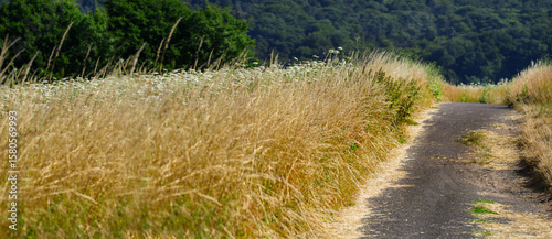 Blühende Felder im Sommer, Gräser am Weg