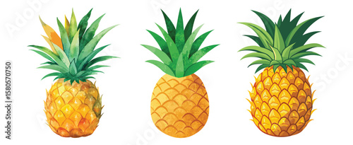 Three watercolor pineapples isolated on a white background vector illustration
