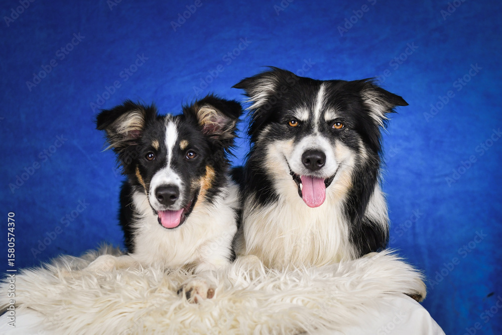 Fototapeta premium Two happy Border Collie dogs posing together in studio.Portrait of two cheerful Border Collie dogs lying side by side on a fluffy rug, looking at the camera with tongues out. Studio shot with blue bac