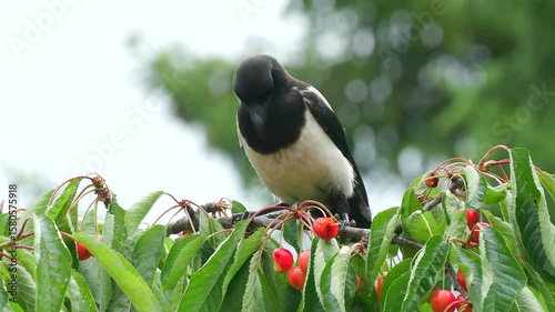 bird magpie crow on branch feed morels berry Pica pica natural world norway