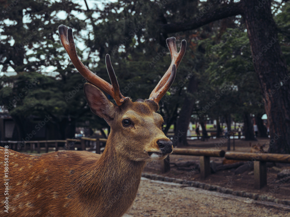 Obraz premium Deer in the woods