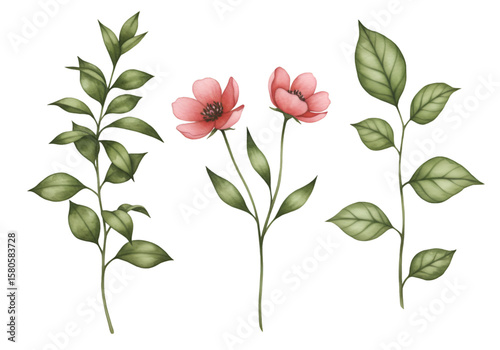 Watercolor Floral Illustration with Red Flower and Green Leaves on Transparent Background