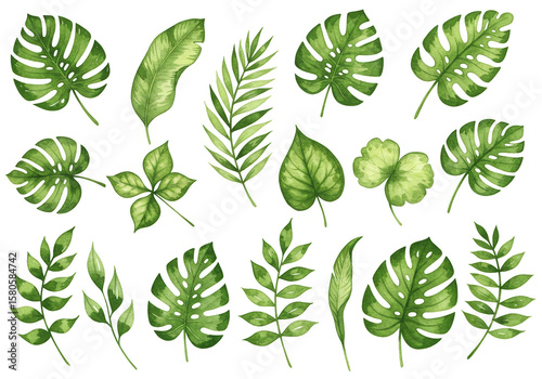 Watercolor Illustration of Green Tropical Leaf Set on Transparent