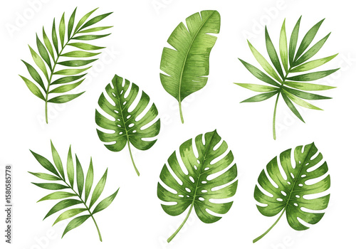 Watercolor Tropical Leaf Illustration Green Exotic Plants on Transparent