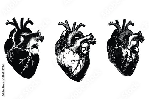 detailed anatomical heart silhouette illustrations in black