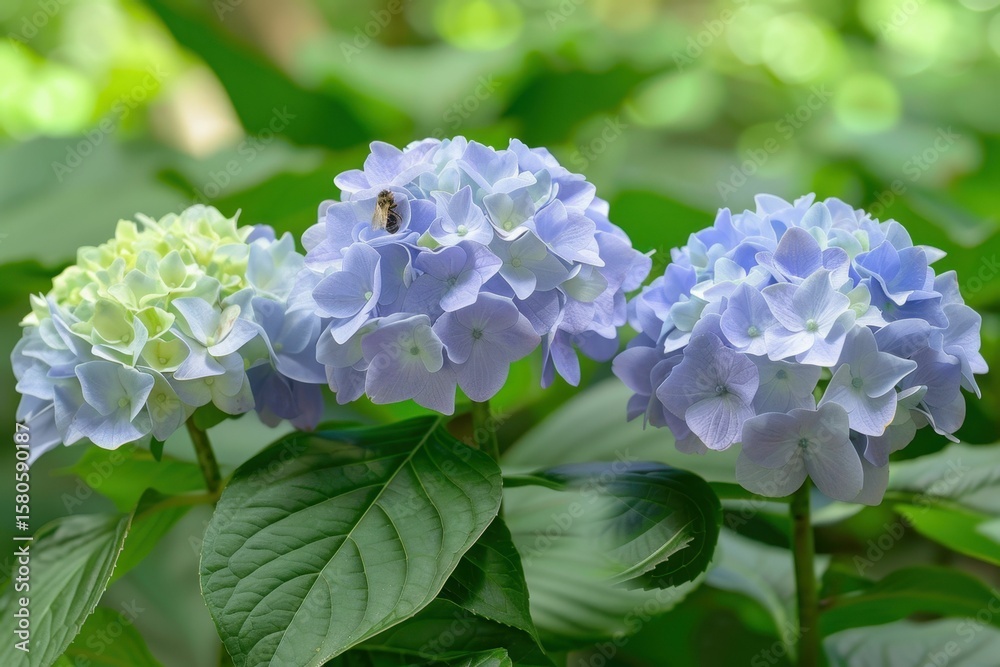 Delicate blue and white hydrangea flower with a bee in a sunny garden setting Delicate blue and white hydrangea flower with a bee in a sunny garden setting