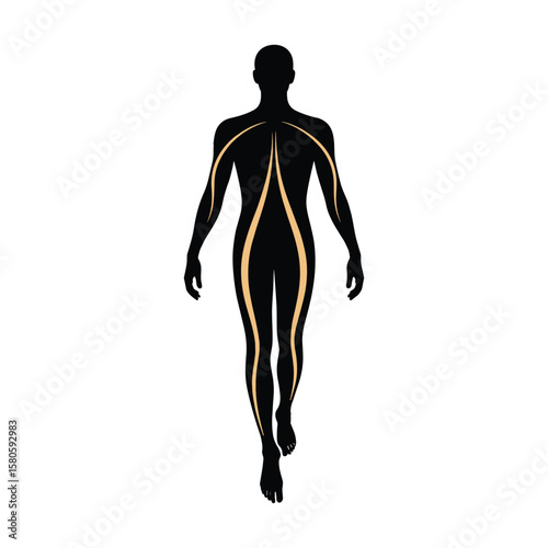 Anatomical representation of a human figure showcasing muscles and nervous system illustration