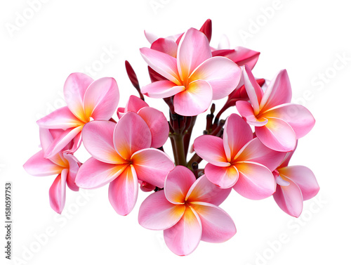 Cluster of pink plumeria flowers isolated on transparent background