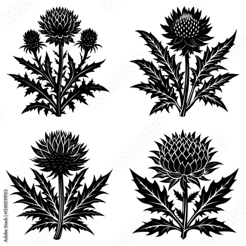 Four thistle flower arrangements featuring detailed leaves and spiky flower heads in black and white style