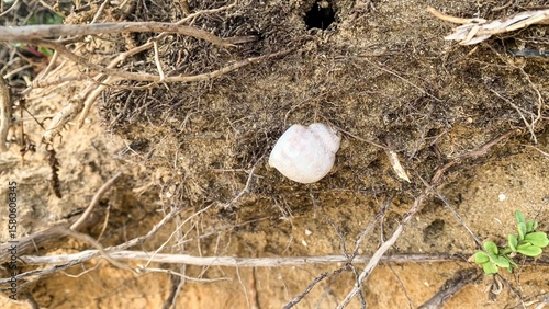 A lonely snail shell nestles in earthy tapestry, whispering tales of microcosmic journeys and Earth Day reveries