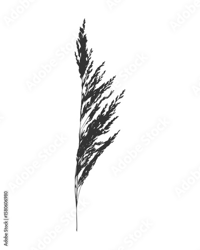 Silhouette twig of meadow grass Calamagrostis acutiflora. Imprint black on white.