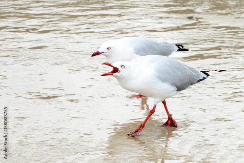 A pair of silvergulls or seagulls behaving aggressively