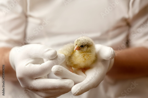 A chicken in the hands of an ornithologist. A man gently holds a yellow baby chicken in his arms. An ornithologist examines a bird at a poultry farm.