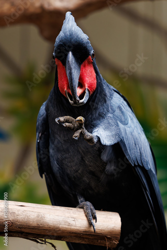 black cockatoo close up in natural environment