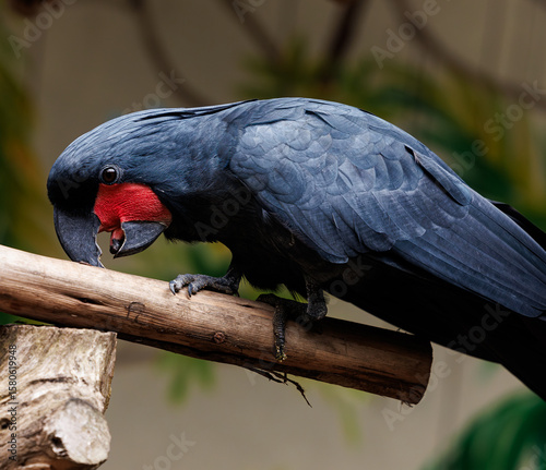 black cockatoo close up in natural environment