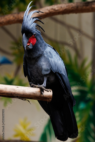black cockatoo close up in natural environment