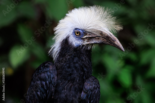 African White-crested Hornbill close up