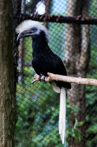 African White-crested Hornbill close up