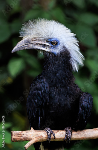 African White-crested Hornbill close up