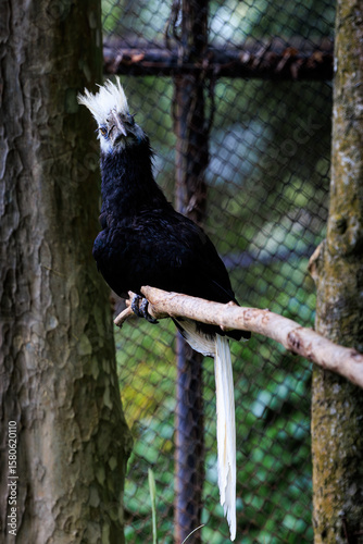 African White-crested Hornbill close up