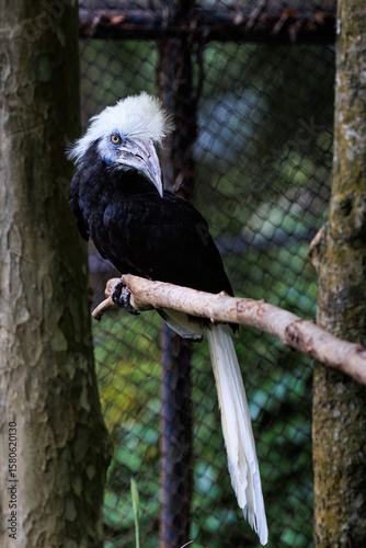 African White-crested Hornbill close up