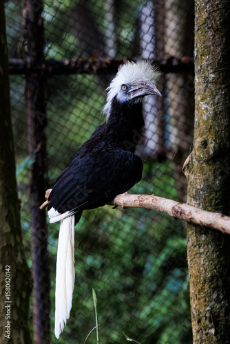 African White-crested Hornbill close up
