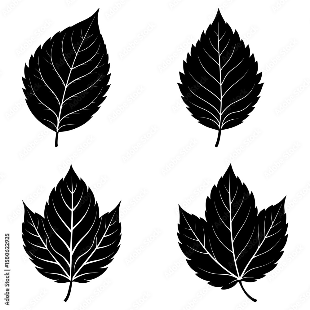 Obraz premium Four black and white leaf illustrations with detailed vein patterns and varying leaf shapes displayed together