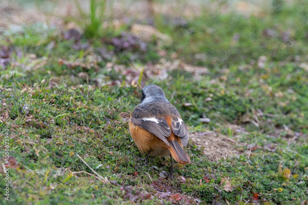 Obraz premium 後ろ姿のジョウビタキと緑の草地
