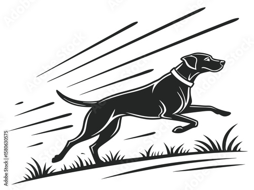 black and white dog