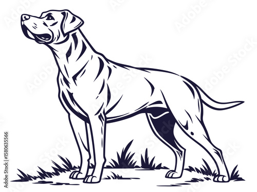 vector image of a dog