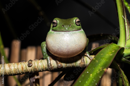Frog in Full croak