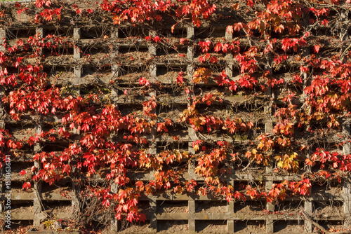 Concrete wall covered in red ivy leaves