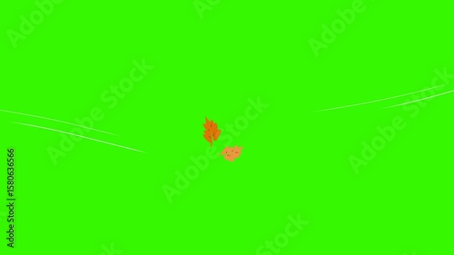 Autumn maple leaves falling isolated green. 4K footage video animation wind blow for season overlay