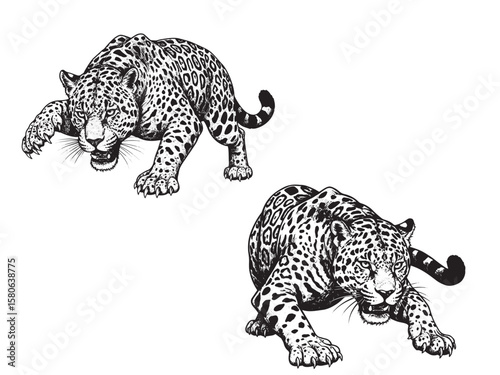 Engraved jaguar leaping forward with sharp claws and spotted fur in powerful pose