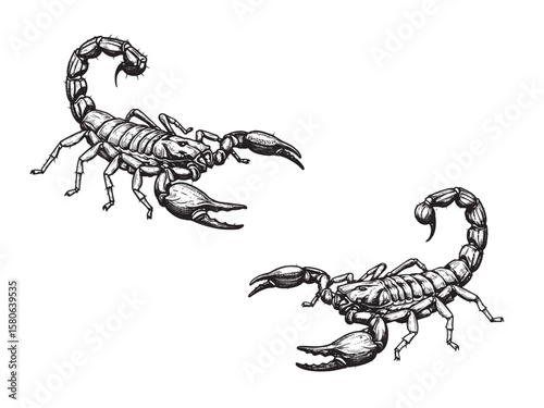 Engraved dangerous scorpion with raised stinger and claws detailed in bold vintage style lines