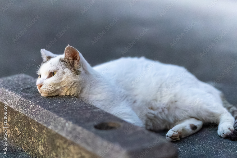 Naklejka premium 野良猫