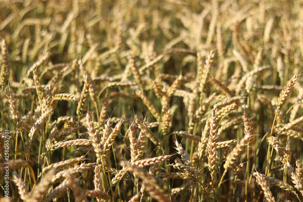 Fototapeta premium Wheat field with selective focus. Agriculture. Wheat ears close-up. Grain harvest concept, field. Nature background. Summer field, close-up. Golden ears sway in the light wind. Agricultural field