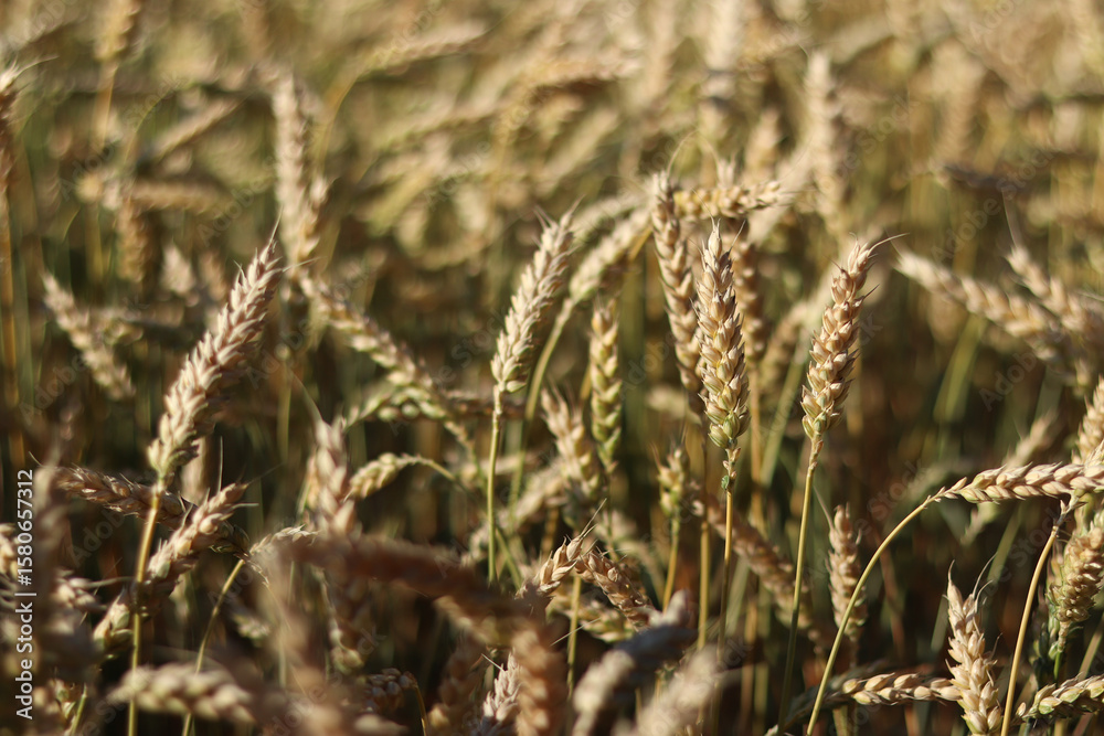 Fototapeta premium Wheat field with selective focus. Agriculture. Wheat ears close-up. Grain harvest concept, field. Nature background. Summer field, close-up. Golden ears sway in the light wind. Agricultural field