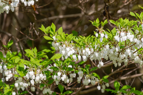 新緑に映えるドウダンツツジの白い花