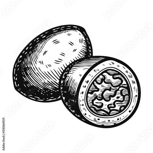 Depiction of arancini, iconic fried rice balls, in sketch style on clean white background. Fresh arancini illustrations showcase detailed ingredients and preparation,