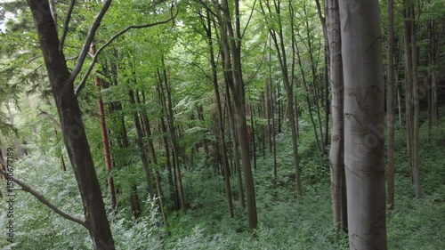 forest in the morning