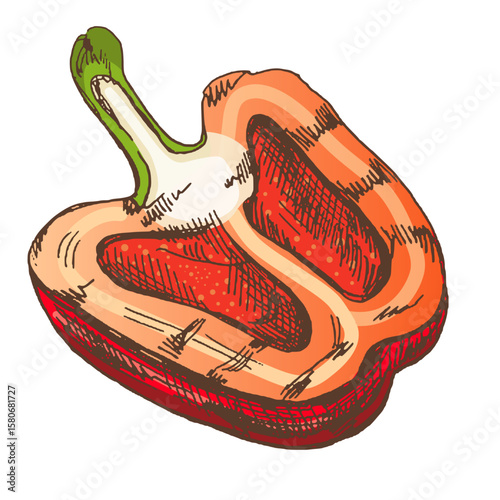 Organic food. Hand-drawn colored sketch of half grilled bell pepper.⁠
