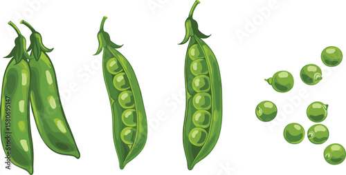 Fresh Green Peas Stages of Growth, from Pod to Individual Peas,  Vibrant Illustration of Garden Vegetable