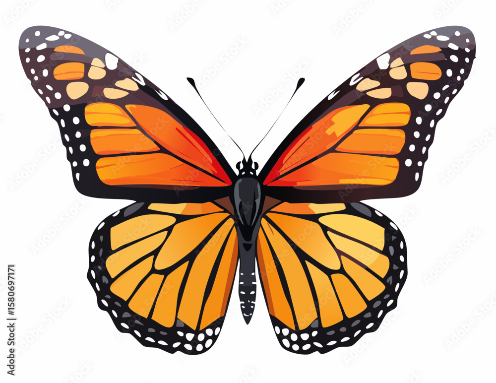 Fototapeta premium Monarch Butterfly with Wings Open – Final Stage of Life Cycle