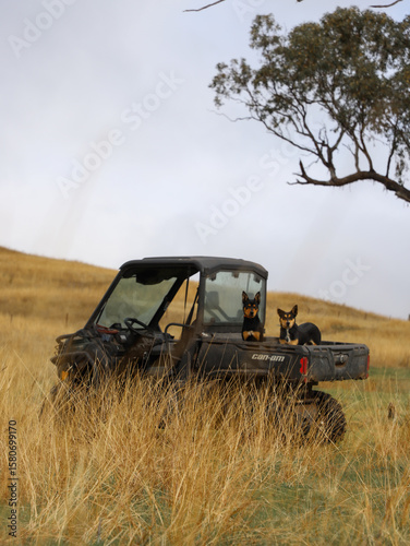 off road vehicle with working dogs