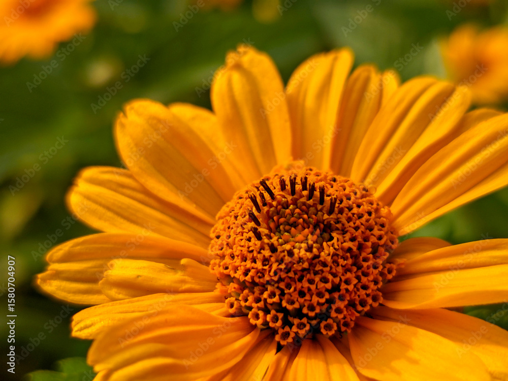 Close-Up of a Vibrant Orange Heliopsis Sunflower Blooming in Summer Sunlight Close-Up of a Vibrant Orange Heliopsis Sunflower Blooming in Summer Sunlight