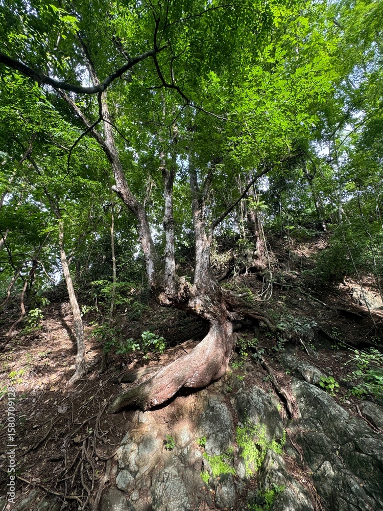 Fototapeta premium djungle